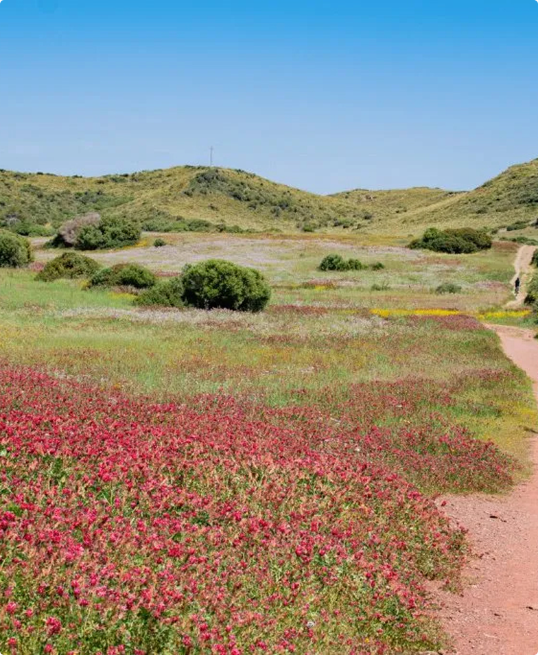 Balearic Islands wildflower trail: scenic path through vibrant blooms.