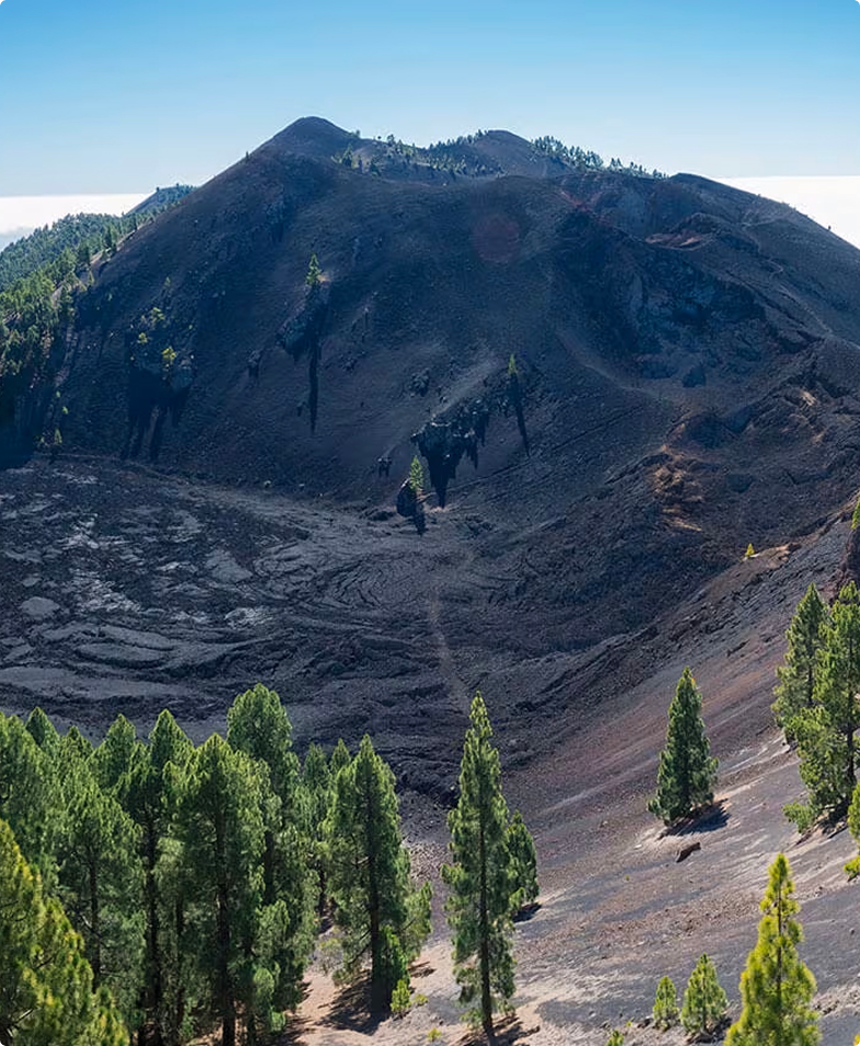 Canary Island pines surrounding volcanic crater.
