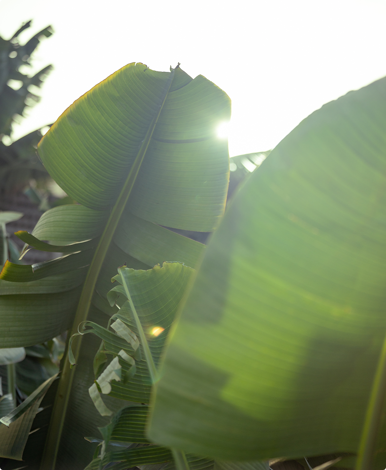 The Art of Self-Care - Hands Of Renewal