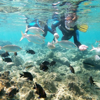 Snorkelers hand-feeding fish underwater.